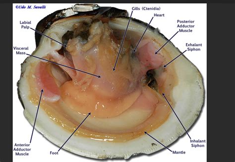 Clam Internal Features Diagram Quizlet