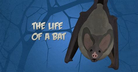 25 Incredible Bat Facts You Will Want To Know Infographic