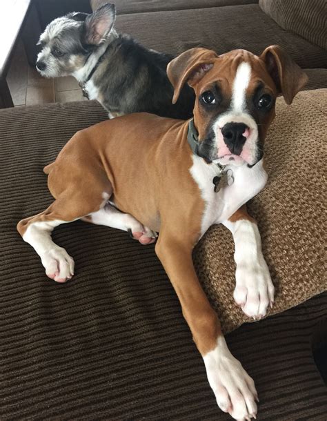Boxer puppies for sale and dogs for adoption in california, ca. Sublime Boxers | Beautiful Boxer Breeds of Southern California