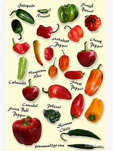 Quot Chili Pepper Identification Quot Art Print By Dreambarks Redbubble