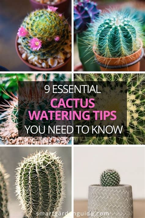 Essential Tips For Watering Cacti To Make Sure Yours Thrives Year