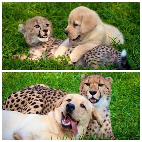 17 Photos Of Unusual Friendships Between Animals Tolight Up Even Our