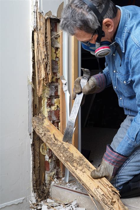 Renovating Your Home When To Fumigate For Termites Aloha Pest
