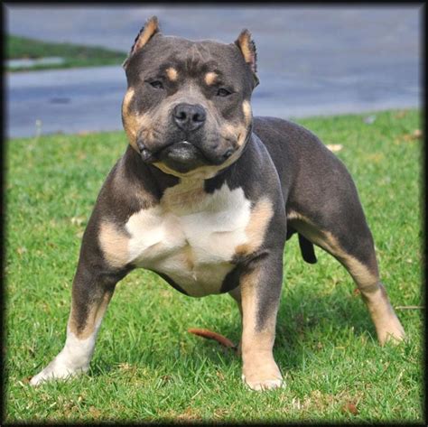 Xxl/xl pitbulls and american bully puppy for sale. The 25+ best American bully classic ideas on Pinterest ...