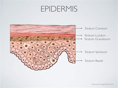 When a cell switches state from one cell type to another, it undergoes for a complete timeline of human evolution, see timeline of human evolution. What is the difference between epithelium and epidermis ...