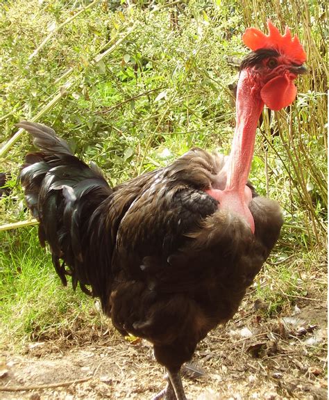 Bare Neck Chicken Photos Naked Neck Chicken Eggs Height Size And Raising Tips Find The