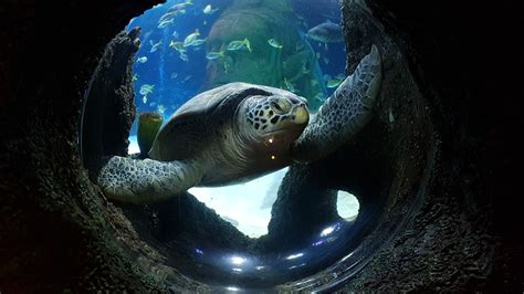 20 Off Turtle Feeds At Sea Life Manchester Passholder Perks