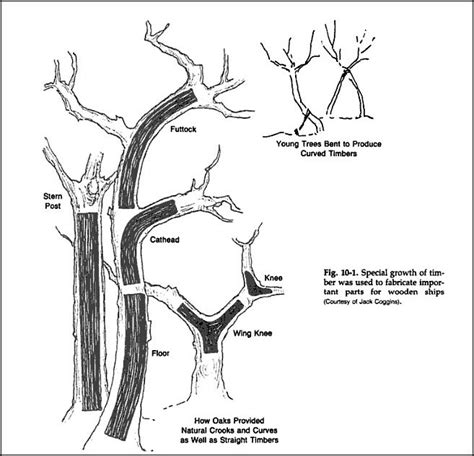 These Strangely Bent Trees Were Ancient Native American Gps Core77 Native American Symbols