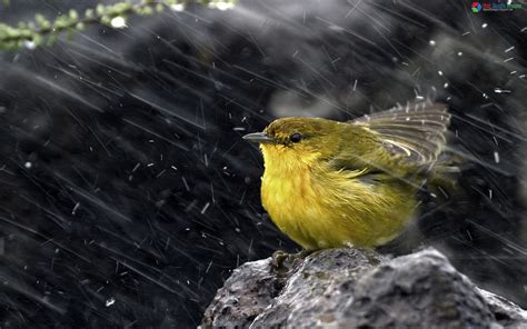 Bird In Rain High Quality Images