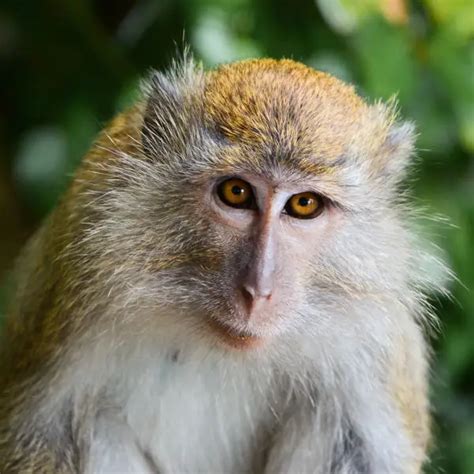 Long Tailed Macaque Facts Diet Habitat And Pictures On Animaliabio