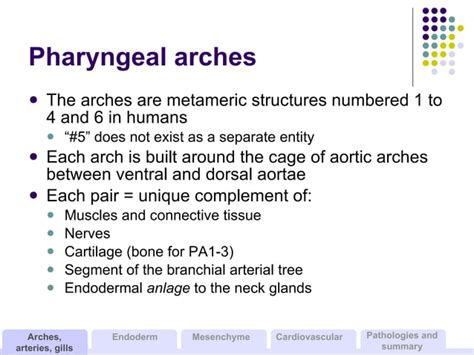 Development Of The Branchial Arches