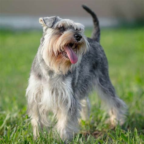 Miniature Schnauzer Cards The Universe And Everything Wiki Fandom