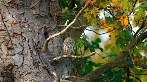 1920x1080 1920x1080 Nature Trees Branch Leaves Animals Birds Owl