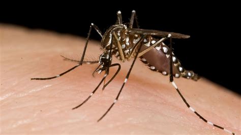 Centre Sends High Level Team To Maharashtra After First Case Of Zika Virus Found In Pune