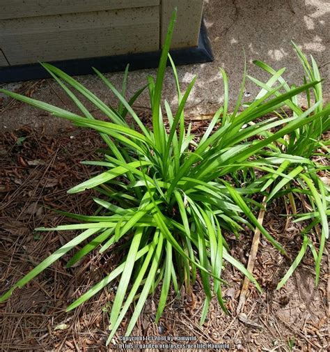 Photo Of The Entire Plant Of Monkey Grass Liriope Muscari Posted By