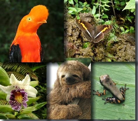 fauna y flora de las regiones de colombia