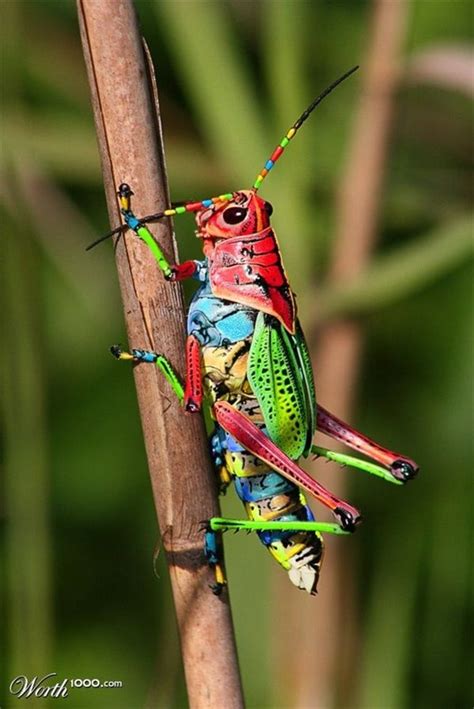 40 Beautiful Pictures Of Insects