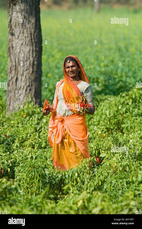 A Rajasthani Farmer Woman Holds Freshly Picked Chili Peppers In Her