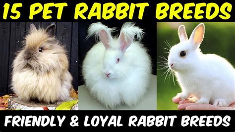 A Complete Guide To The Best Rabbit Breeds Rabbit Breeds