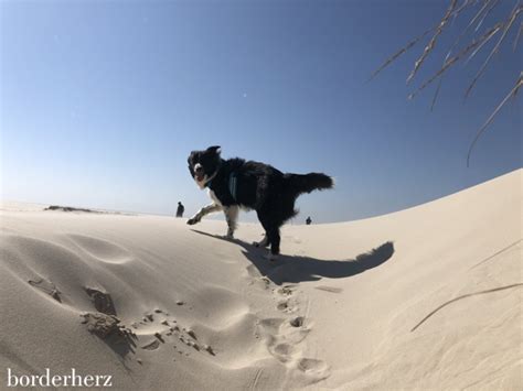 25946 norddorf auf amrum norddorf@amrum.de (04682) 94700. Amrum mit Kind und Hund - Borderherz® | Outdoorblog