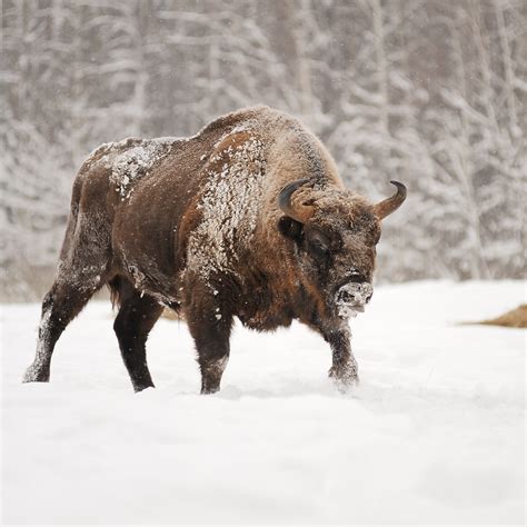 Mature Male European Bison In Deep Snow In Orlovskoye Polesie Na True