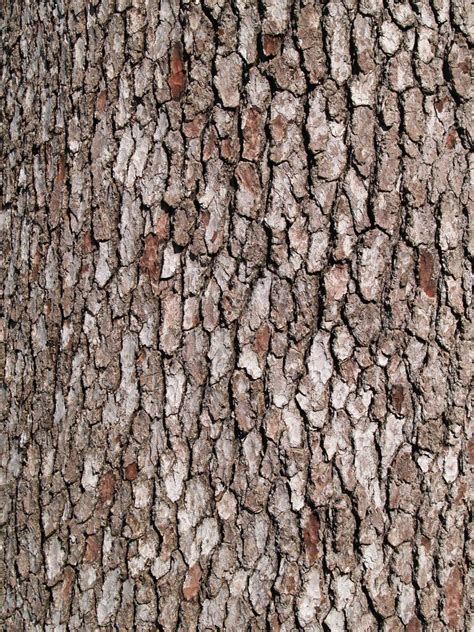 Close Up Tree Close Up Tree Bark Texture Background