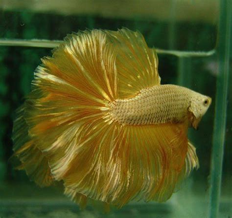 Like all other fish, bettas love as much space as possible. Gold dragon- the bettas they breed in Thailand are above ...