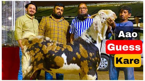 Jd Goat Farm Heavyweight Andul And Khassi Goats Youtube