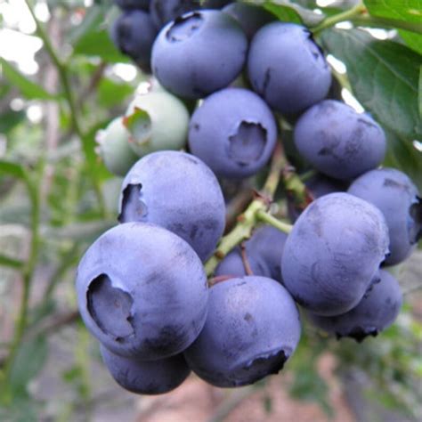 1 Biloxi Southern Highbush Blueberry Live Plant Organic Etsy