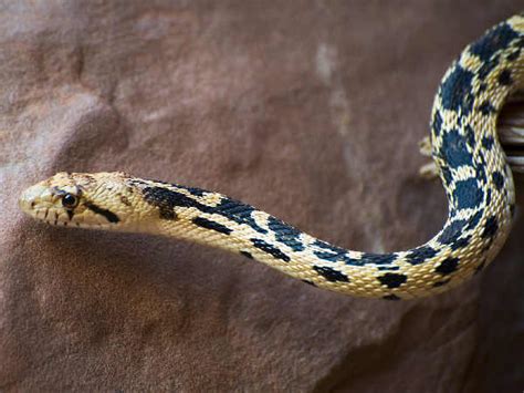 Nevada Snakes Zdjęcia I Identyfikacja Pomocy Pesquisa Unificada