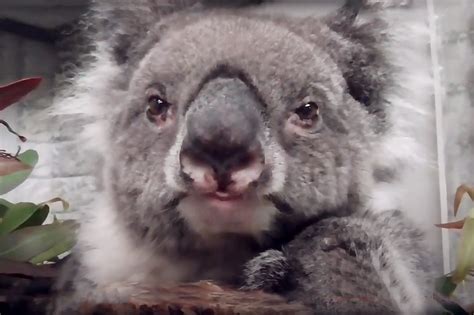 Meet The Adorable Midori The Worlds Oldest Koala Living In Captivity