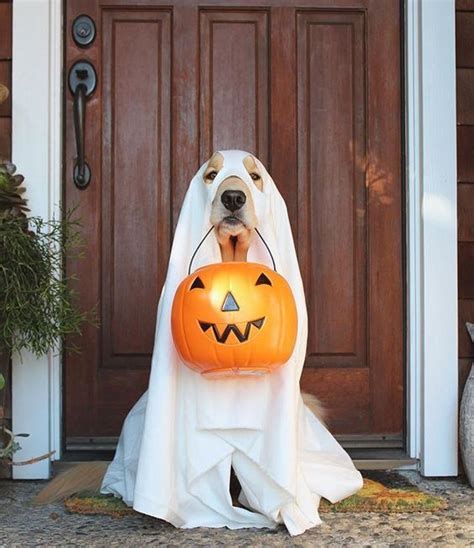 14 Cute Halloween Costumes For Labradors And Golden Retrievers Petpress