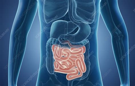 Human Small Intestine Illustration Stock Image F0356239 Science