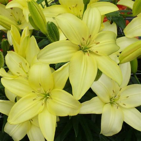 Buy Pollen Free Asiatic Lily Bulb Lilium Easy Vanilla Delivery By