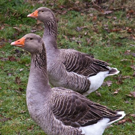 French Toulouse Geese Geese Breeds Animals Breeds
