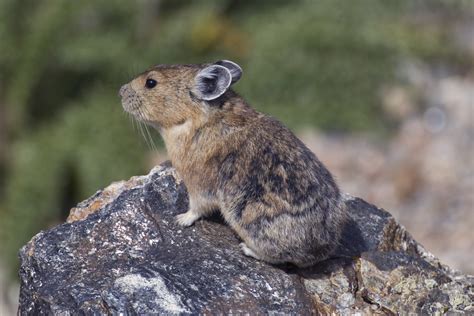 Pikas At Rocky Rocky Mountain National Park Us National Park Service