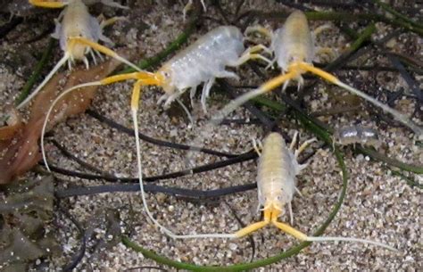 Crustaceans Marine Amphipods Whats That Bug