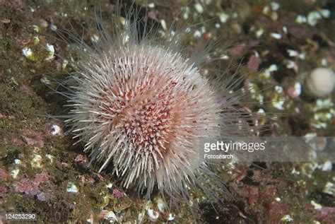 Sea Urchin Feet Photos And Premium High Res Pictures Getty Images