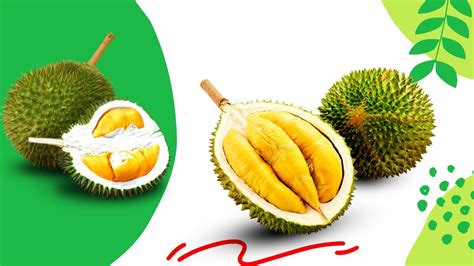 .malaysia live result hari ini. Hari ini durian prcie di malaysia || Today durian prcie di ...