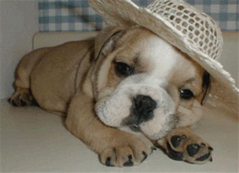 Funny Dog Pictures Funny Dogs In Stylish Hats