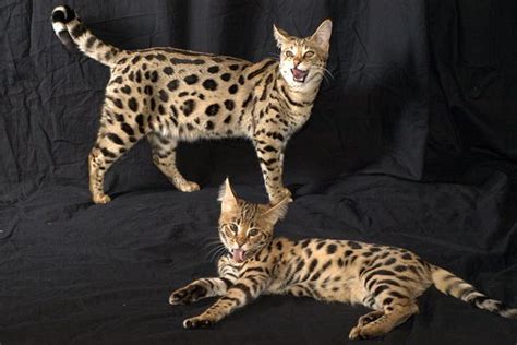 Average cost of vaccines per shot: How Much Does A Savannah Cat Cost ? - Fashion & Lifestyle ...