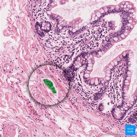 In 1862 he published his description of a plexus of autonomic shortly afterward he presented his description of the ganglion cells situated in the plexus. Colon - Histologie und Differentialdiagnose | Kenhub