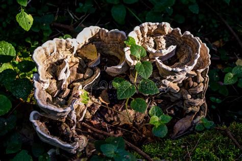 Large Mushroom Polypore Growing Stock Photo Image Of Bowl Parasite