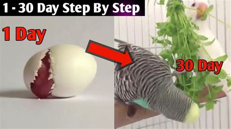 Budgie Growth Stages 1 To 30 Day Baby Budgie Hatching And Growing