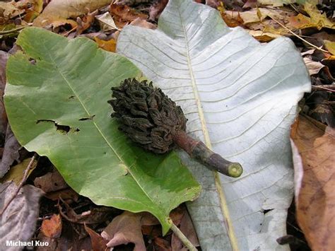 Buy magnolia trees online with delivery right to your door. Big-Leaf Magnolia (MushroomExpert.Com)