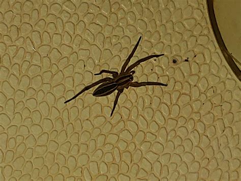 Central Kansas Wolf Spider Brown Recluse Or Something Else
