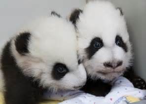 Atlanta Zoo Has Ceremony To Reveal Names Of Twin Panda