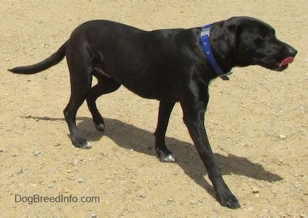 He becomes your best friend. Labrabull Dog Breed Information and Pictures