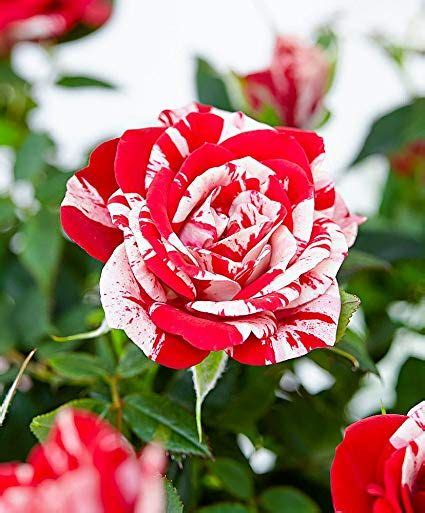 When trimming or pruning rose bushes, be judicious. Parade Gigi Miniature Rose Bush - Fragrant/Hardy - 4