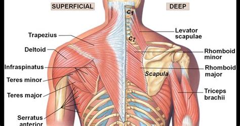 Scapular Muscle Anatomy Scapula Anatomy Muscles Gomy32bit - Human